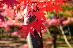 紅色に染まる