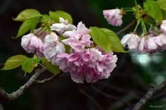 八重桜