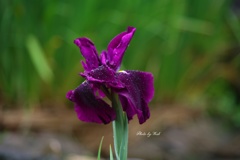 雨の花菖蒲園