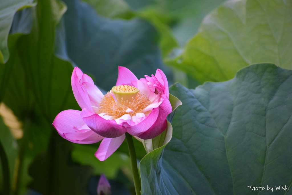 散る間際の花姿