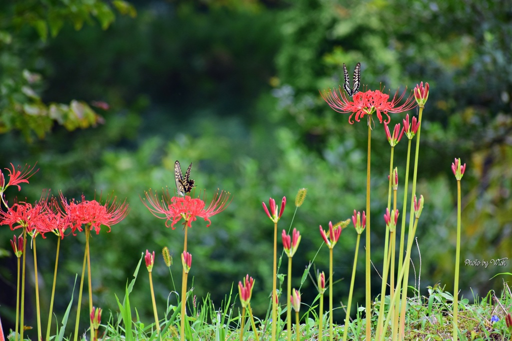 花蜜に夢中