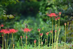 花蜜に夢中