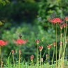 花蜜に夢中