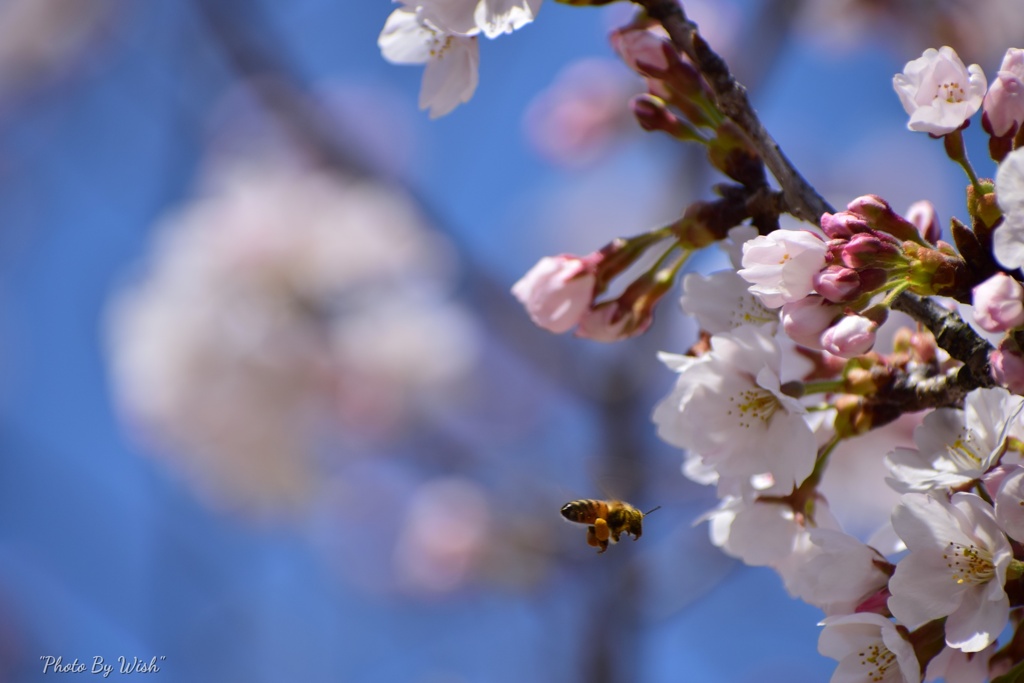 花粉採集に飛び回る
