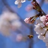 花粉採集に飛び回る