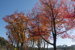 紅葉樹木：照光