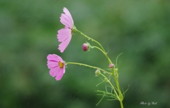 秋雨秋桜