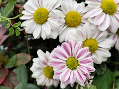 菊の花
