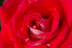 Red petals