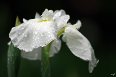 雨粒で煌めく花菖蒲