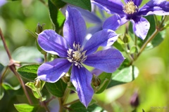 ６月のクレマチス