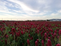 夕方の草原