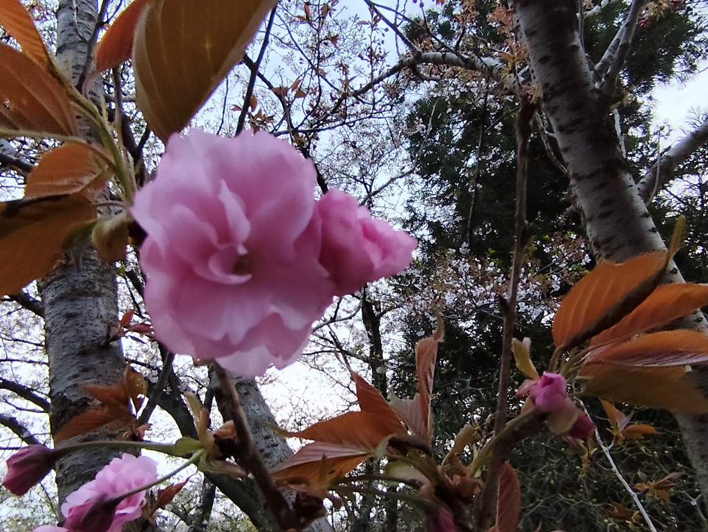 八重咲きの時期に