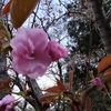 八重咲きの時期に