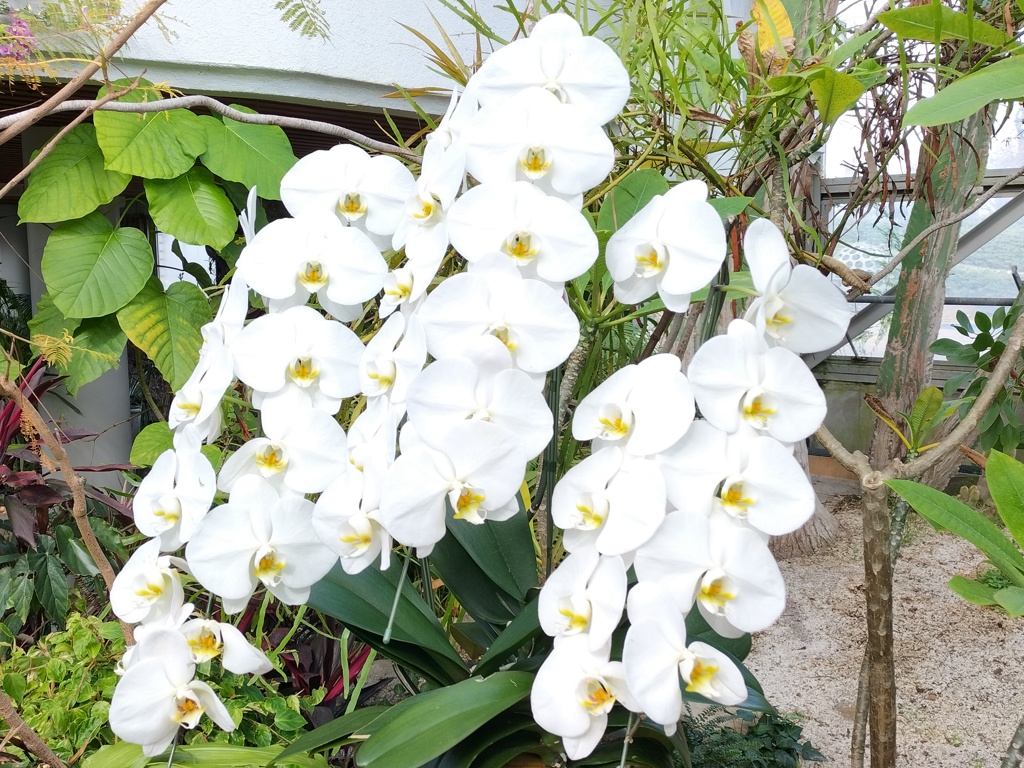 胡蝶蘭