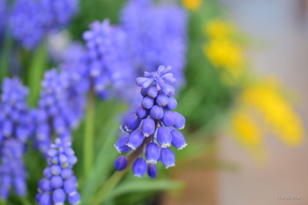 blue