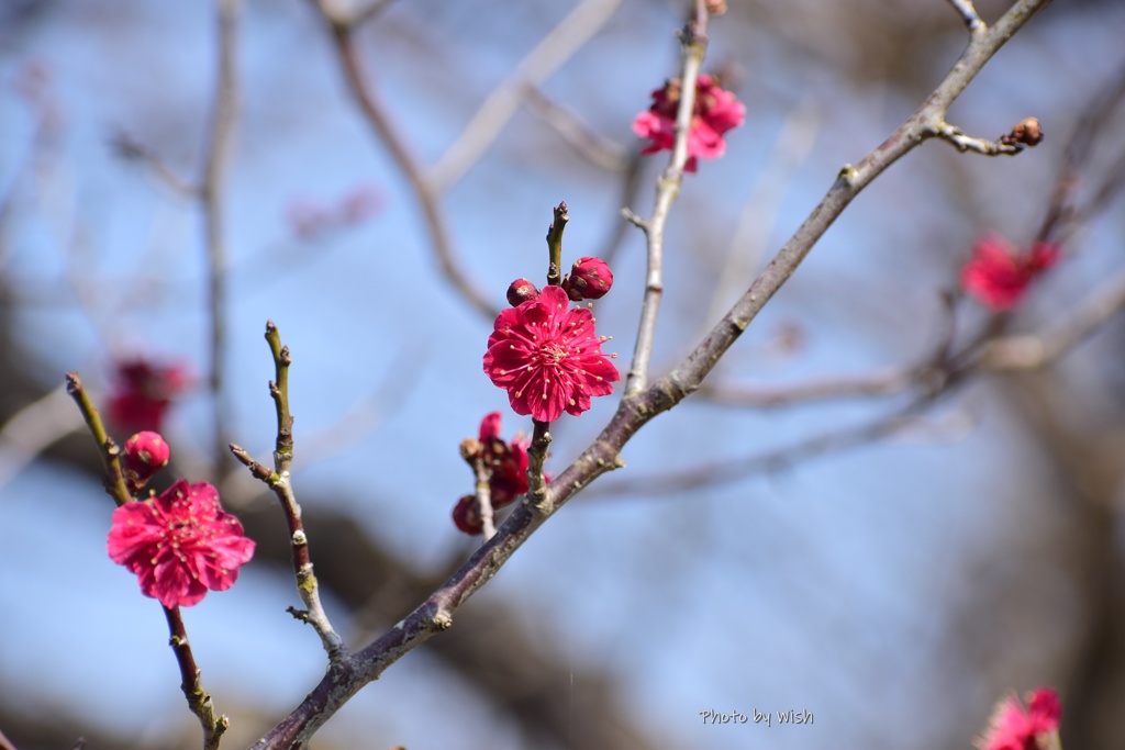 ３月12日の花日和