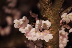 照明に照らされて 