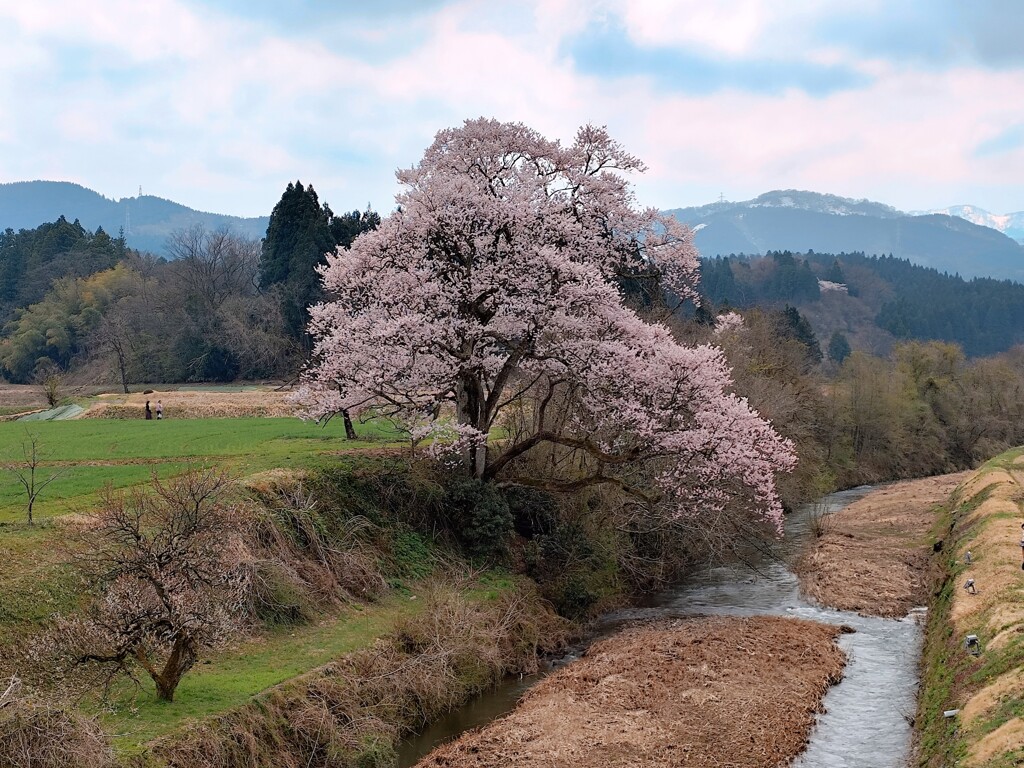 向野　エドヒガンザクラ