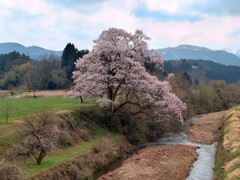 向野　エドヒガンザクラ