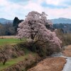 向野　エドヒガンザクラ