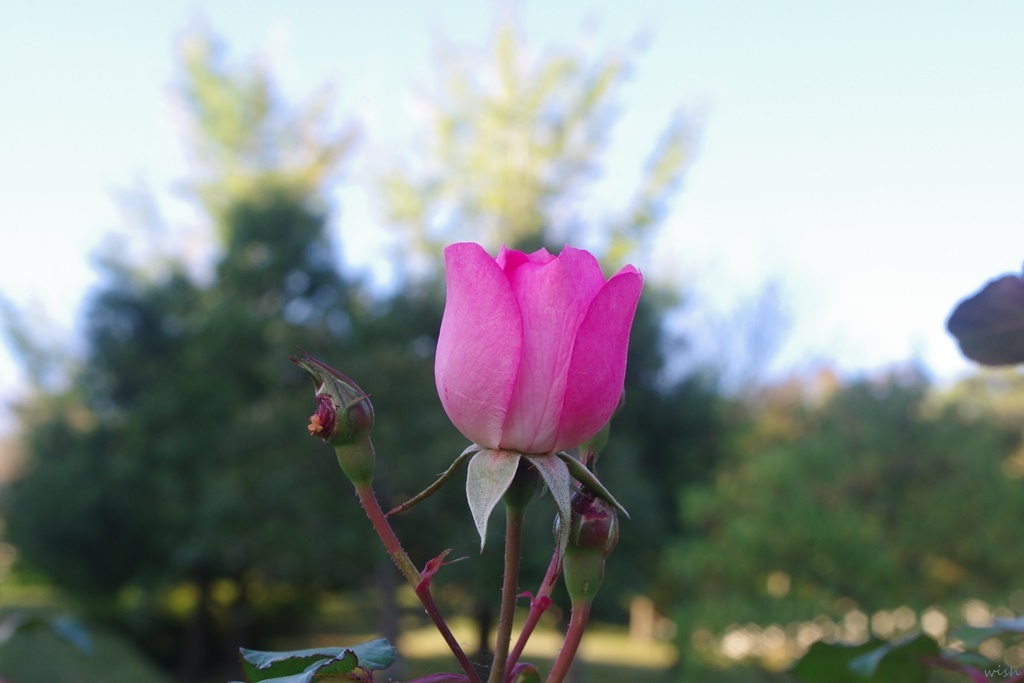 秋薔薇：開花
