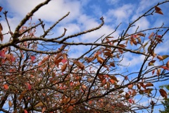 八重桜の紅葉
