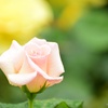 花弁に雫