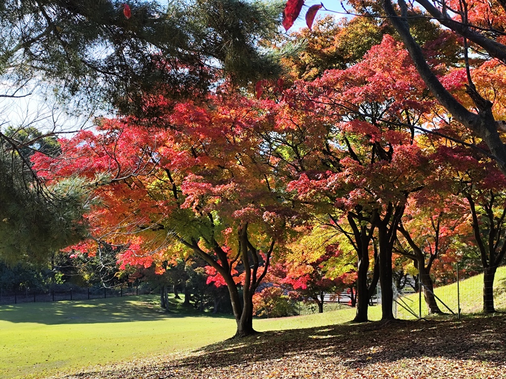 紅葉色に染まる