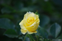 黄色い秋薔薇