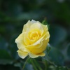 黄色い秋薔薇