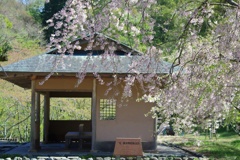 しだれ桜