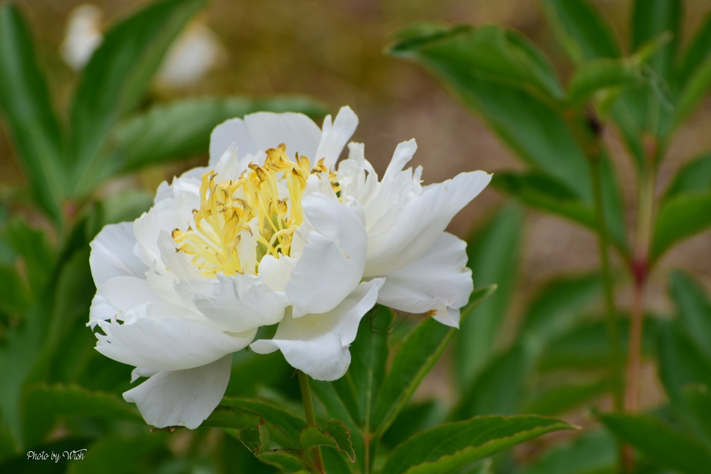 散る間際の花姿