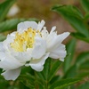 散る間際の花姿