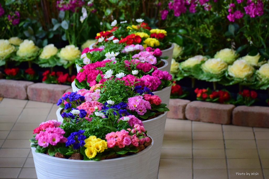寄せ植え花壇♪