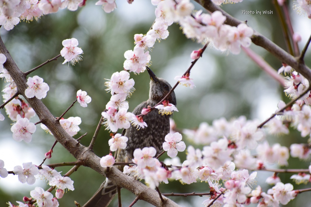 花蜜に夢中