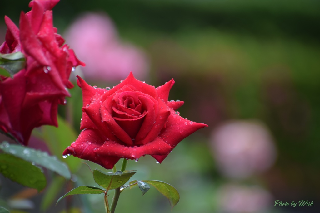 雨上がりの薔薇