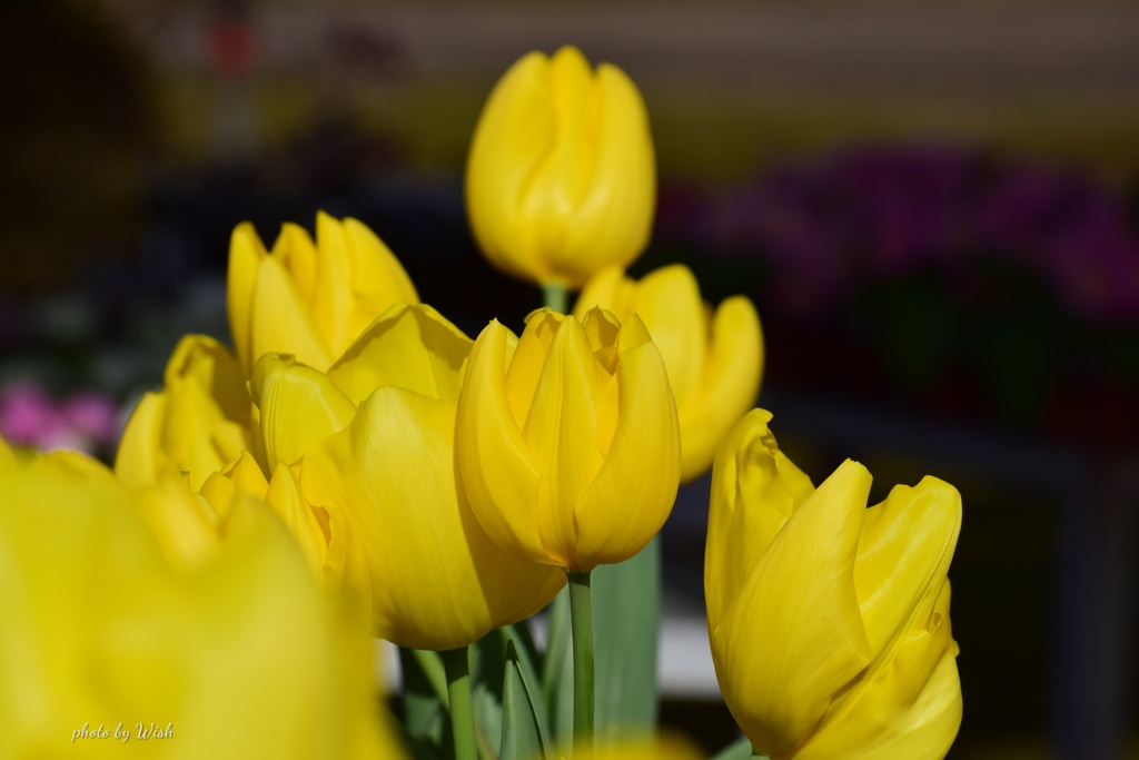 yellow