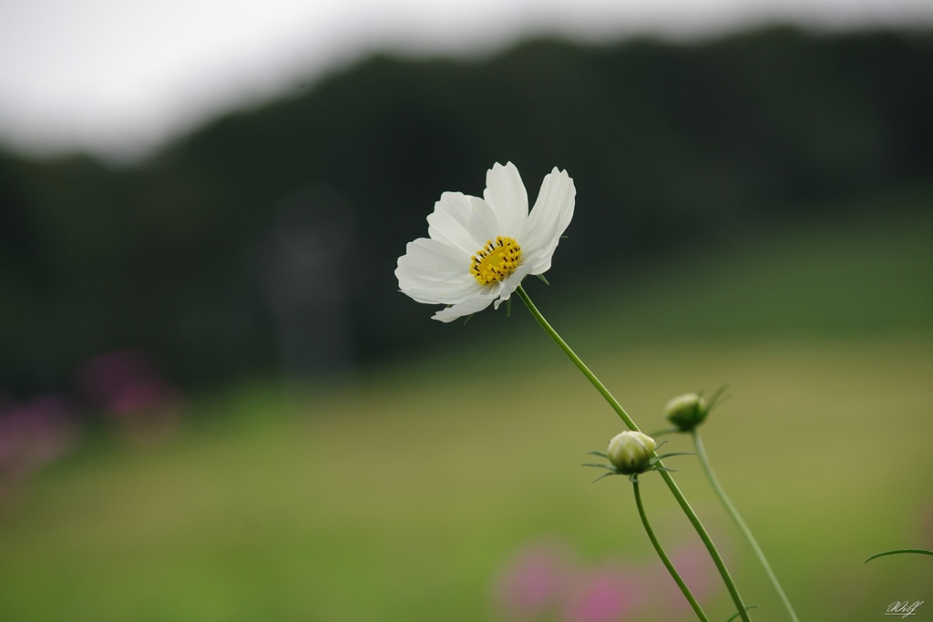背高のっぽ