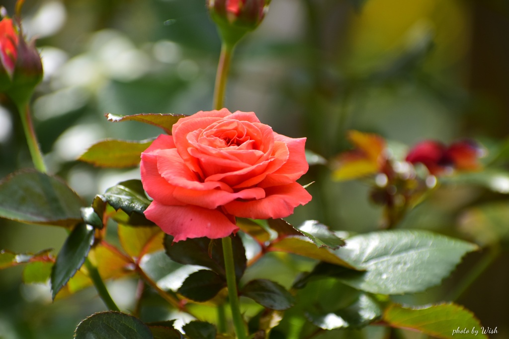 7月の薔薇