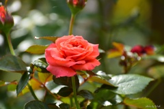 7月の薔薇