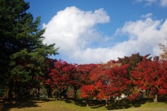 秋空と紅葉