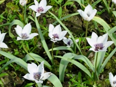 サファイヤスター