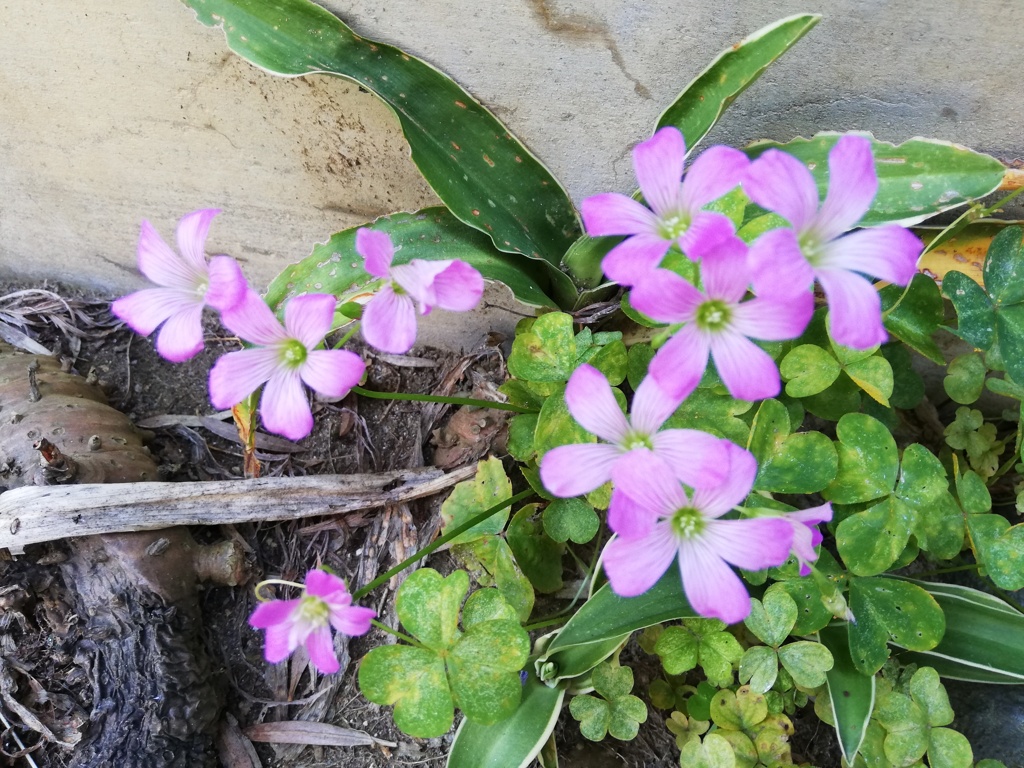 草花