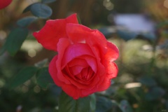 11月に咲く赤い薔薇