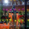 チューリップ四季彩館のハロウィン