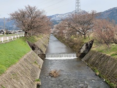 まだ見頃は早かった
