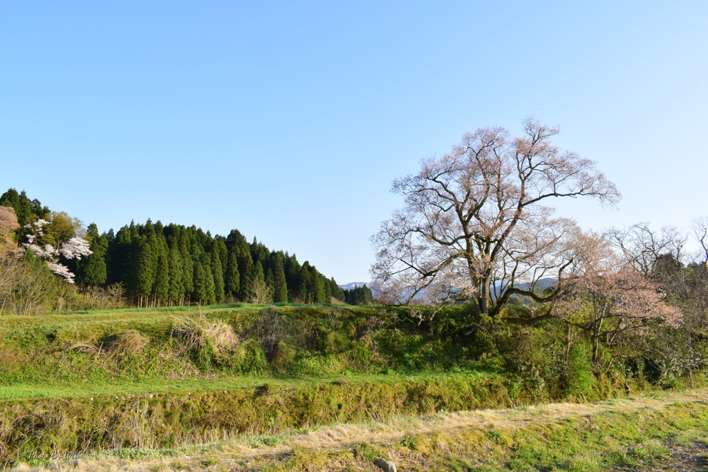 散り終えるエドヒガンザクラ：向野の桜