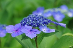 見頃の紫陽花：ブルー系