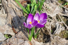 クロッカス